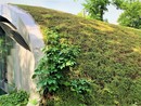 Jak przekształcić dach biurowca w zielony ogród? Zaprojektuj zielony dach 